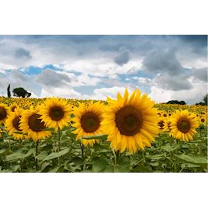 Fintion : impression haute définition avec encre blanche sur microperforé transparent (livré non découpé au format).
Avantages : pose intérieure, visibilité de l'intérieur vers l'extérieur. Filtre la lumière.
Exemples d'applications : vitrines, bai... 